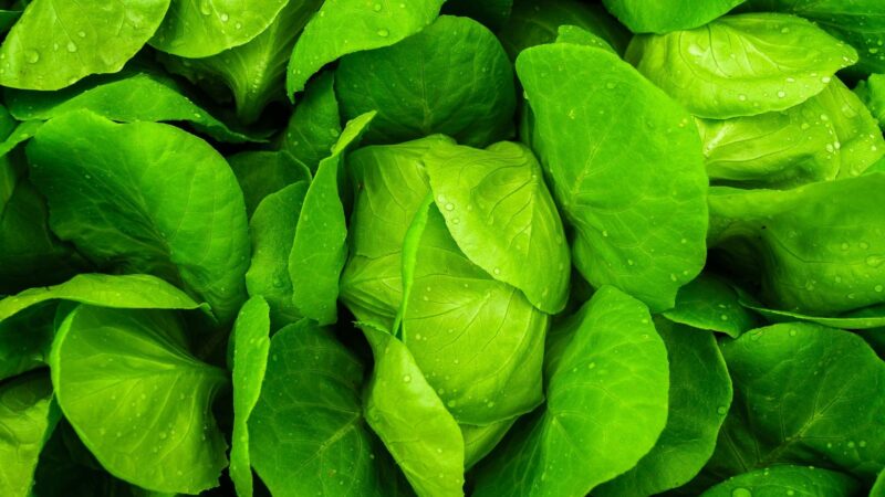 investing in sustainable agriculture